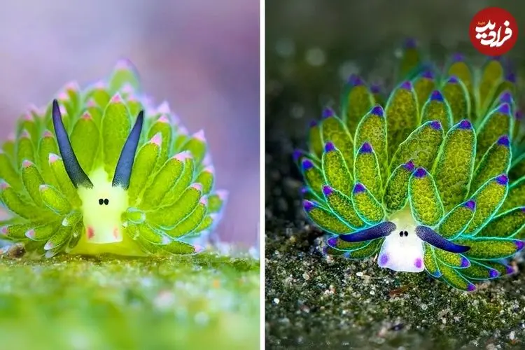 ببینید| گوسفند دریایی؛ یکی از عجیب ترین موجودات کره زمین