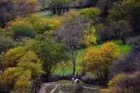 تصاویر؛ سمفونی رنگ‌های پاییزی در کوهستان چالوس