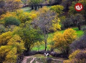 تصاویر؛ سمفونی رنگ‌های پاییزی در کوهستان چالوس