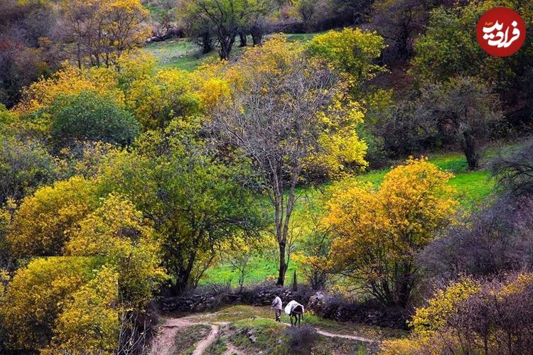تصاویر؛ سمفونی رنگ‌های پاییزی در کوهستان چالوس