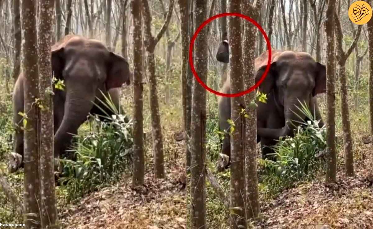 (ویدئو) واکنش یک فیل وقتی تریاک پیدا کرد!