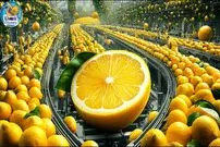 ببینید؛ مراحل دیدنی کاشت، برداشت و فرآوری هزاران تن لیمو با کمک فناوری های مدرن در امریکا