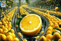 ببینید؛ مراحل دیدنی کاشت، برداشت و فرآوری هزاران تن لیمو با کمک فناوری های مدرن در امریکا