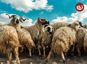 (تصاویر) گوسفند ماکویی؛ گوسفند ۱۴۰ کیلویی که بهترین و بیشترین پشم را تولید می‌کند