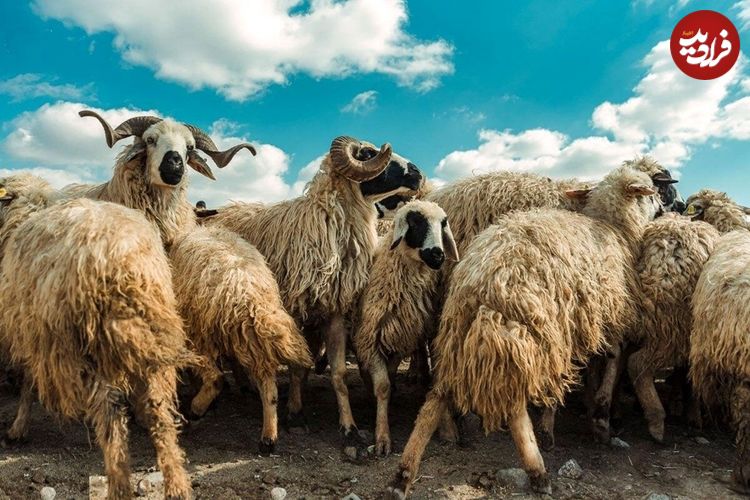 (تصاویر) گوسفند ماکویی؛ گوسفند ۱۴۰ کیلویی که بهترین و بیشترین پشم را تولید می‌کند