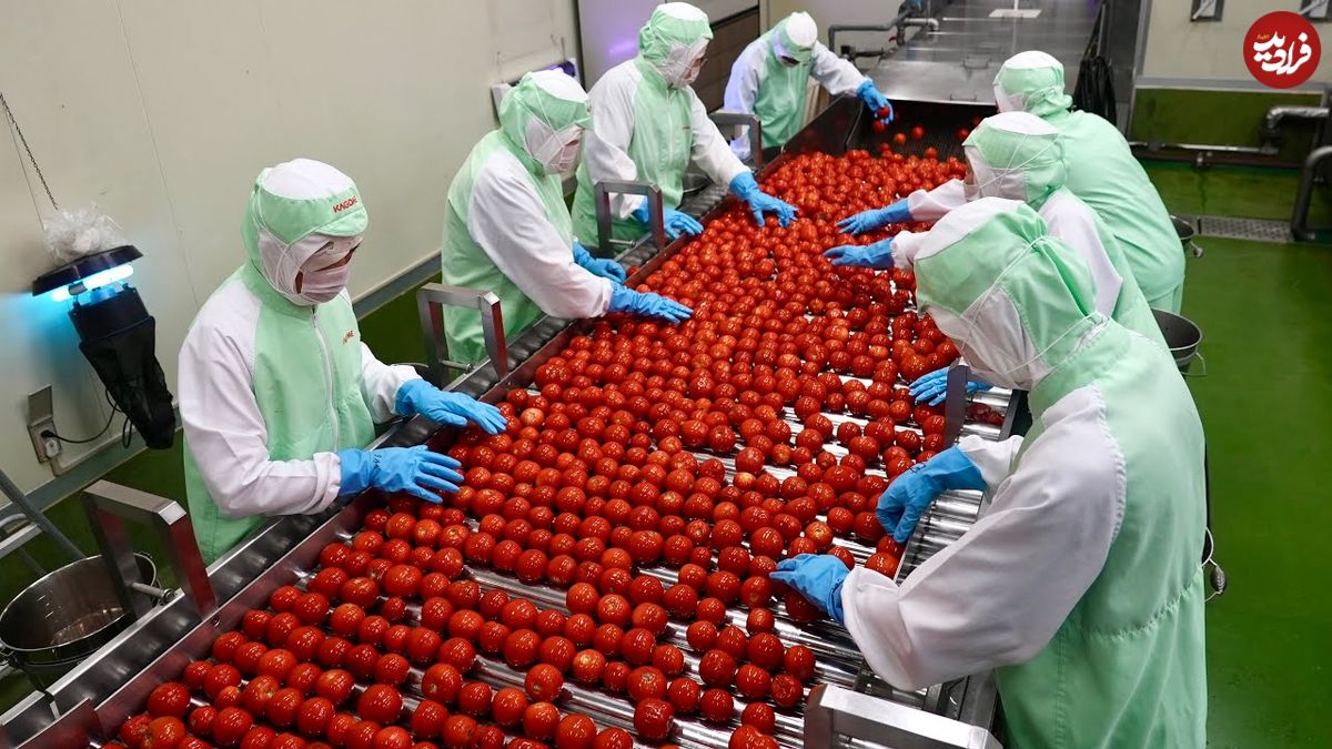 ببینید؛ مراحل صفر تا صد فرآوری و بسته بندی گوجه فرنگی در کارخانه ای در ژاپن