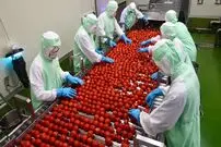 ببینید؛ مراحل صفر تا صد فرآوری و بسته بندی گوجه فرنگی در کارخانه ای در ژاپن