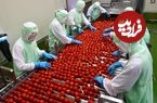 ببینید؛ مراحل صفر تا صد فرآوری و بسته بندی گوجه فرنگی در کارخانه ای در ژاپن
