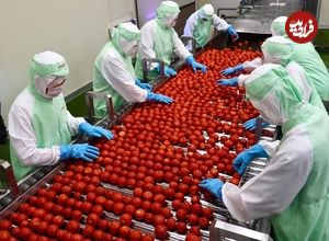 ببینید؛ مراحل صفر تا صد فرآوری و بسته بندی گوجه فرنگی در کارخانه ای در ژاپن