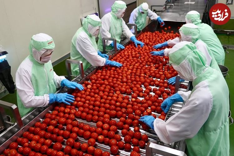 ببینید؛ مراحل صفر تا صد فرآوری و بسته بندی گوجه فرنگی در کارخانه ای در ژاپن