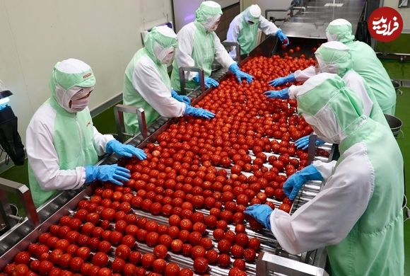 ببینید؛ مراحل صفر تا صد فرآوری و بسته بندی گوجه فرنگی در کارخانه ای در ژاپن