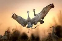 زیباترین عکس‌های «پرندگان» در سال ۲۰۲۵