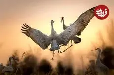 زیباترین عکس‌های «پرندگان» در سال ۲۰۲۵