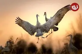 زیباترین عکس‌های «پرندگان» در سال ۲۰۲۵