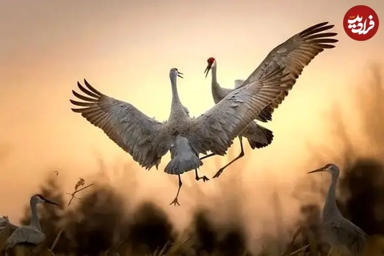 زیباترین عکس‌های «پرندگان» در سال ۲۰۲۵