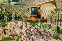 (ویدئو) نگاهی به برداشت پسته، بادام هندی، بادام و گردو در آمریکا و استرالیا