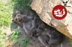 ببینید| مادرانه خرس قهوه‌ای با توله‌هایش در حیات وحش نوشهر