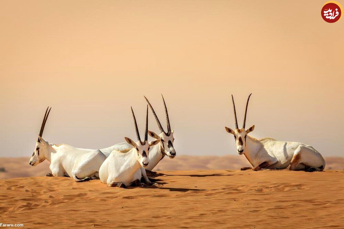 (ویدئو) ثبت نخستین میراث طبیعی عربستان در یونسکو