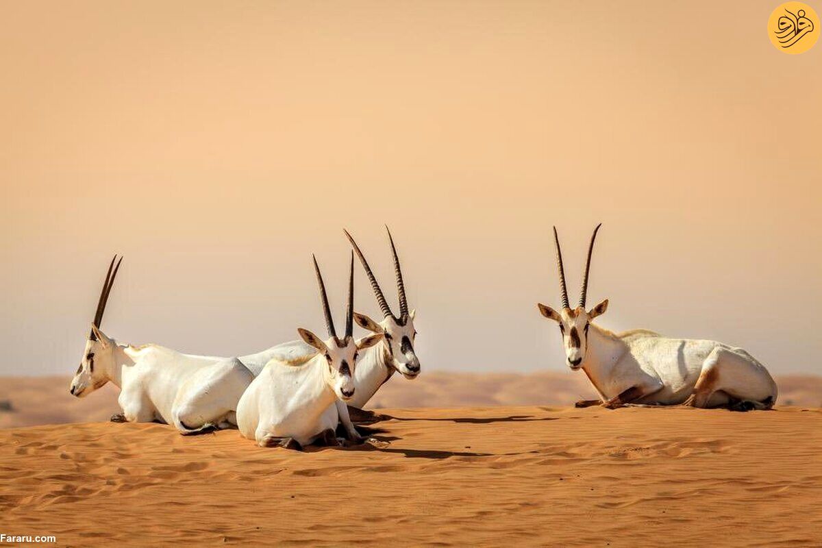 (ویدئو) ثبت نخستین میراث طبیعی عربستان در یونسکو