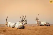 (ویدئو) ثبت نخستین میراث طبیعی عربستان در یونسکو