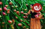 ببینید؛ غذای روستایی در سریلانکا؛ برداشت دراگون فروت و تهیه دسر و سس با آن