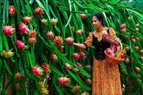 ببینید؛ غذای روستایی در سریلانکا؛ برداشت دراگون فروت و تهیه دسر و سس با آن