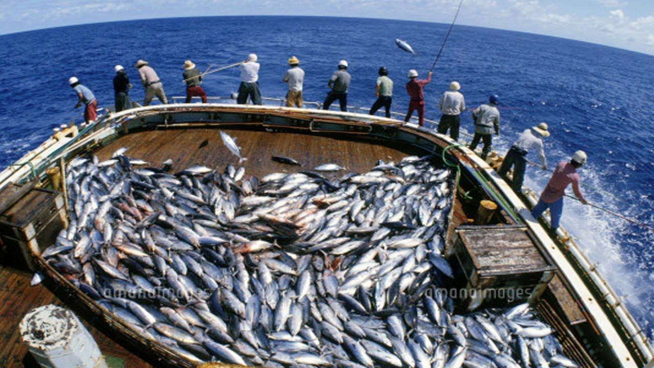 (ویدئو) صید باورنکردنی 10 تن ماهی تن با قلاب در 13 دقیقه!