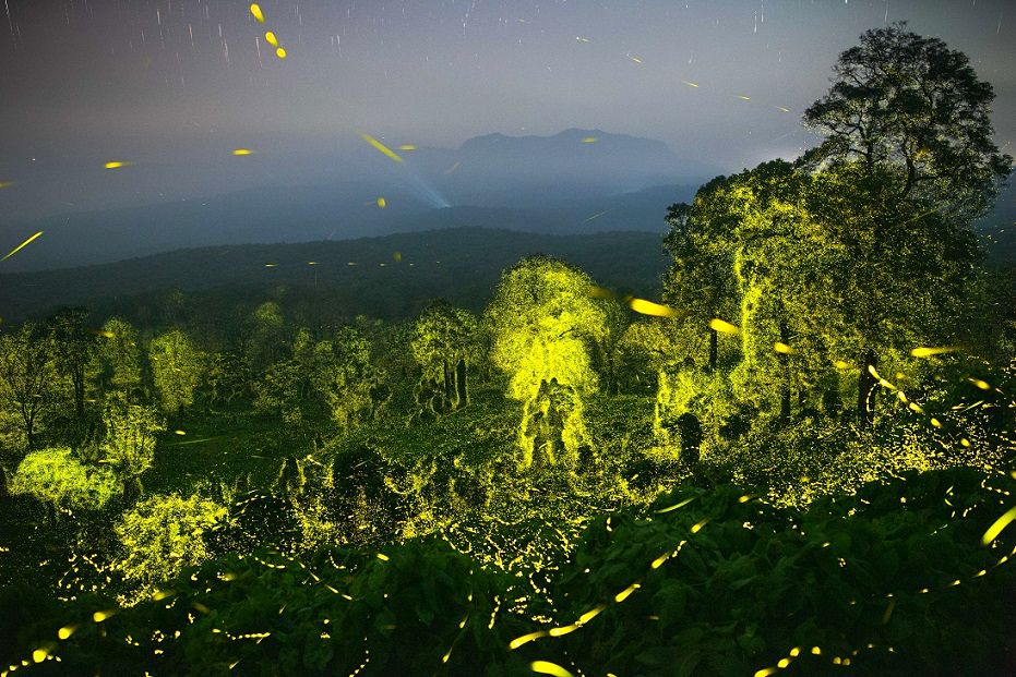 عکاس هندی چگونه این عکس‌های جادویی را از جنگل گرفت؟