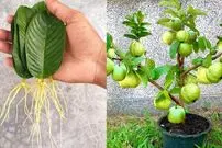 (ویدئو) این میوه استوایی رو به همین سادگی تو گلدون بکار و محصول برداشت کن!