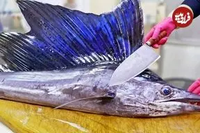 ببینید| صید، برش و تهیه غذاهای متنوع با بادبان ماهی در تایوان