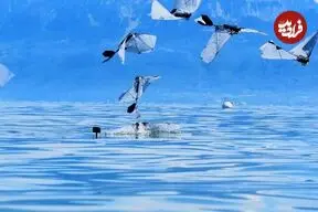 توسعه نخستین ربات پرنده‌ای که شنا می‌کند
