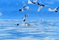 توسعه نخستین ربات پرنده‌ای که شنا می‌کند