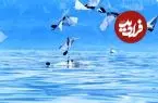 توسعه نخستین ربات پرنده‌ای که شنا می‌کند