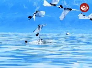 توسعه نخستین ربات پرنده‌ای که شنا می‌کند