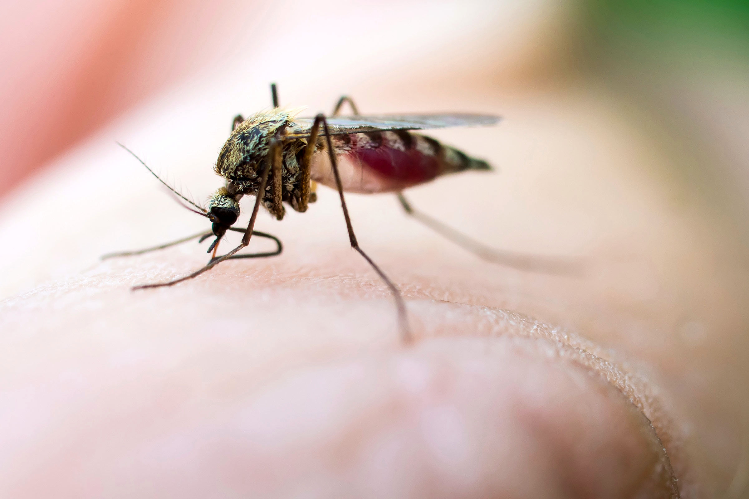 چرا پشه‌ها برخی را بیشتر از دیگران نیش می‌زنند؟
