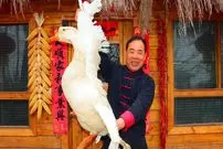 ببینید| غذای روستایی در چین؛ پخت یک غذای سنتی با غاز و نیشکر