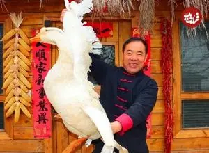 ببینید| غذای روستایی در چین؛ پخت یک غذای سنتی با غاز و نیشکر