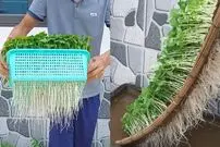 (ویدئو) یک روش عالی برای پرورش سبزی در خانه بدون باغچه و خاک