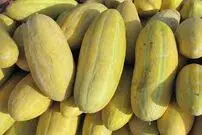 این میوه تابستانی سنگ کلیه را سه سوته پودر می کند