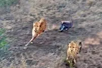 ببینید| توله گراز شجاع سه یوزپلنگ را فراری داد!