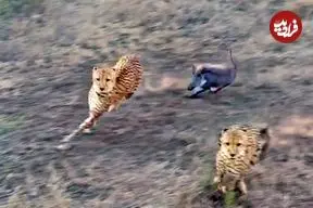 ببینید| توله گراز شجاع سه یوزپلنگ را فراری داد!
