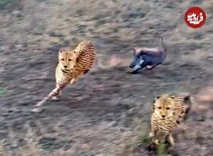 ببینید| توله گراز شجاع سه یوزپلنگ را فراری داد!