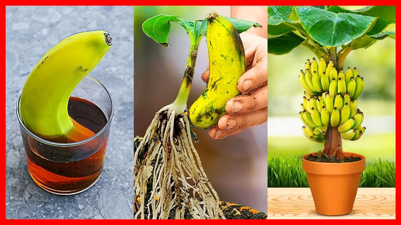 (ویدئو) به این روش بی دردسر و جالب میوه موز را در خانه بکارید و درخت موز پرورش دهید