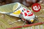 تصاویر؛ دلقک پرنده اکوادور! پروانه‌ای با آرایش عجیب که شما را شگفت‌زده می‌کند
