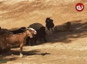 عکس| سفر زمان؛ شیر خوردن بچه غزال از یک بز در یکی از روستاهای ایران؛ 94 سال قبل