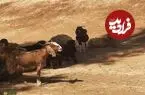 عکس| سفر زمان؛ شیر خوردن بچه غزال از یک بز در یکی از روستاهای ایران؛ 94 سال قبل