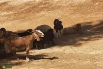 عکس| سفر زمان؛ شیر خوردن بچه غزال از یک بز در یکی از روستاهای ایران؛ 94 سال قبل