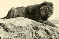 تصاویر؛ شیر بربری؛ شیر معروف به «نگهبان کوهستان» که سلطان واقعی جنگل بود و ۲۷۰ کیلو وزن و ۳ متر طول داشت
