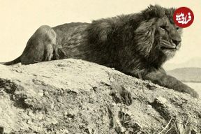 تصاویر؛ شیر بربری؛ شیر معروف به «نگهبان کوهستان» که سلطان واقعی جنگل بود و ۲۷۰ کیلو وزن و ۳ متر طول داشت