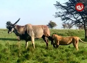 ببنیید| شکار سخت یک آنتلوپ غول پیکر توسط شیر ماده